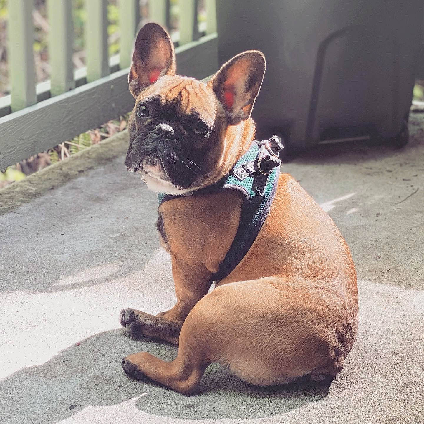 Murphy joined the competition — help win amazing prizes! bulldog, canidae, carnivore, collar, companion_dog, dog, dog_breed, dog_collar, eyewear, fawn, french_bulldog, human_body, leash, pug, snout, sporting_group, toy_dog, whiskers, working_animal, wrinkle