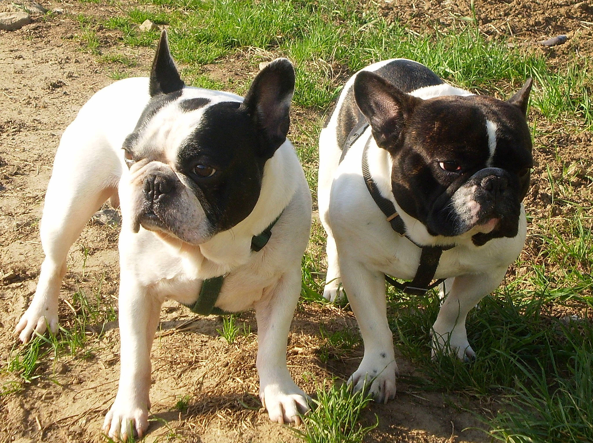 Camy a rejoint le concours — aidez-le/la à gagner de superbes lots ! boston_terrier, bulldog, canidae, carnivore, collar, companion_dog, dog, dog_breed, dog_collar, fawn, french_bulldog, grass, molosser, non_sporting_group, plant, snout, sporting_group, toy_dog, whiskers, working_animal