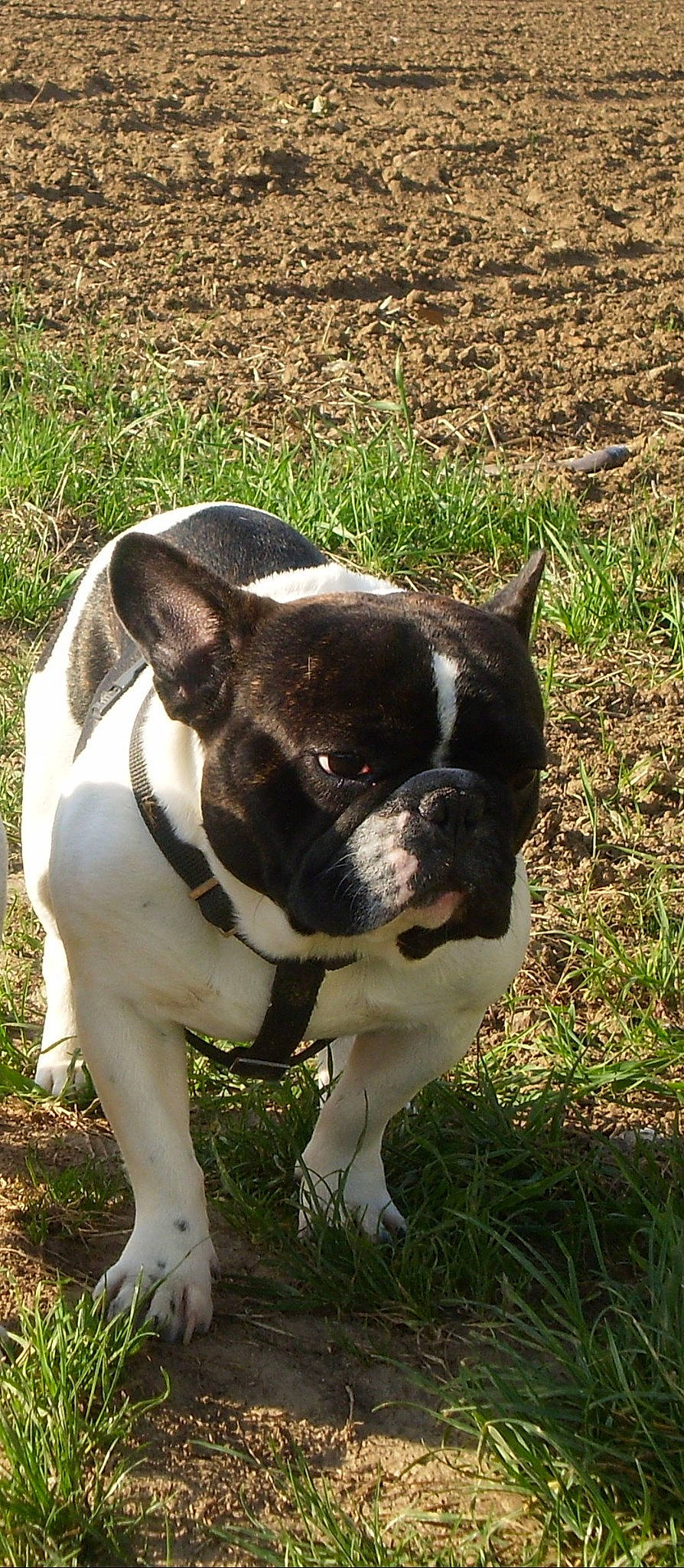 Camy a rejoint le concours — aidez-le/la à gagner de superbes lots ! boston_terrier, bulldog, canidae, carnivore, collar, companion_dog, dog, dog_breed, fawn, grass, livestock, molosser, plant, pug, snout, sporting_group, tail, terrestrial_animal, whiskers, working_animal