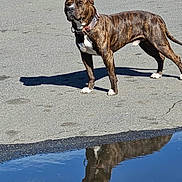 Michael is registered to the contest to win money with this photo: alert, animal, brindle, canine, collar, daytime, dog, four_legs, nature, outdoor, pavement, pet, puddle, quiet, reflection, shadow, solemn, standing, street, sunlight