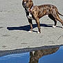 alert, animal, brindle, canine, collar, daytime, dog, four_legs, nature, outdoor, pavement, pet, puddle, quiet, reflection, shadow, solemn, standing, street, sunlight