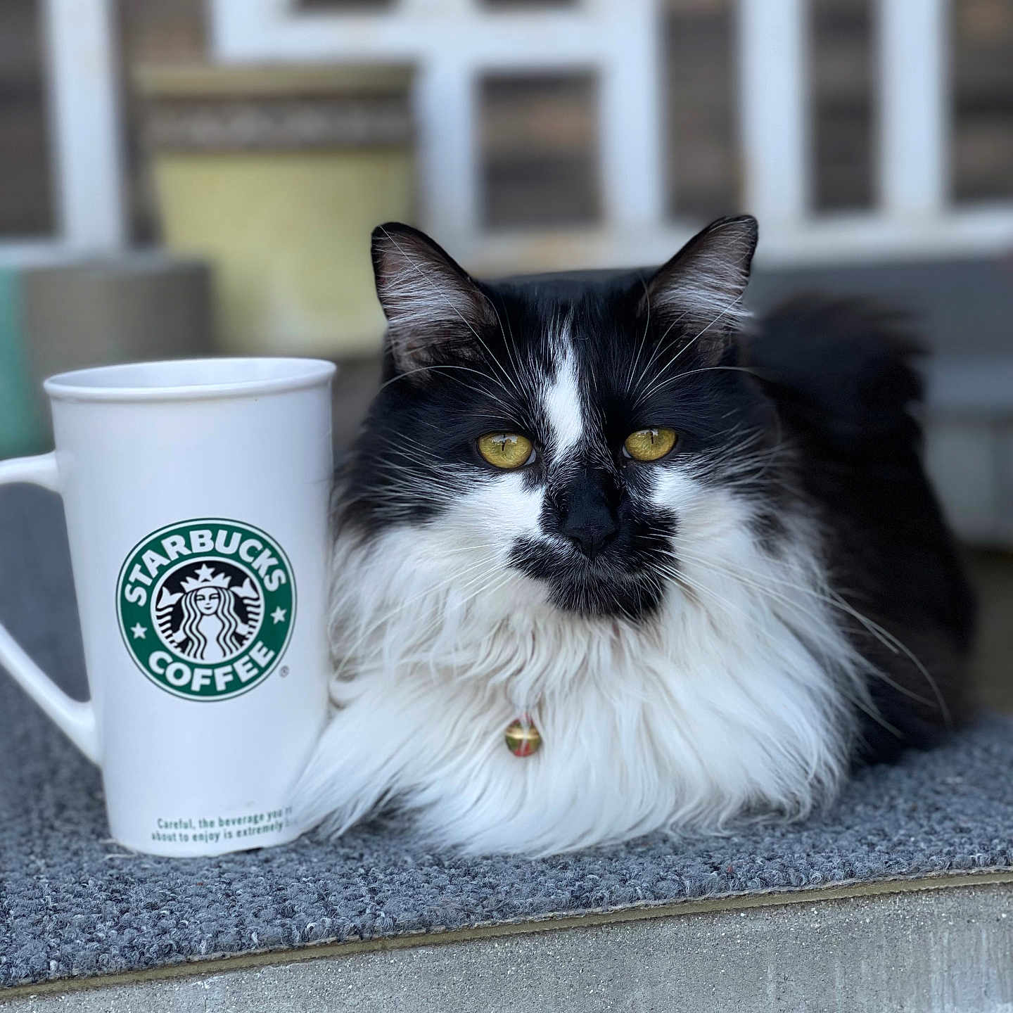 Rokki joined the competition — help win amazing prizes! animal, black_and_white, cat, close_up, coffee, collar, cute, domestic_cat, feline, fluffy, furry, mat, outdoor, pet, portrait, relaxed, sitting, starbucks_mug, whiskers, yellow_eyes