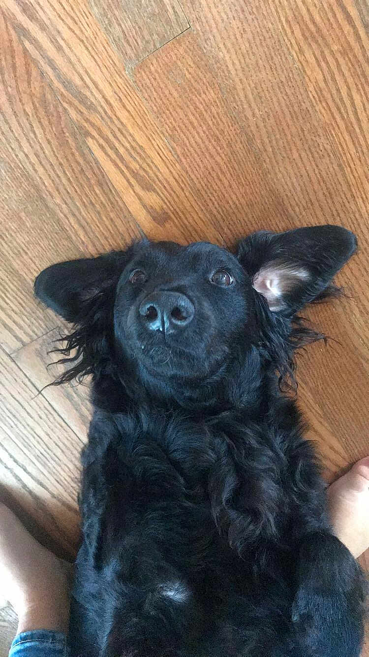 Lola