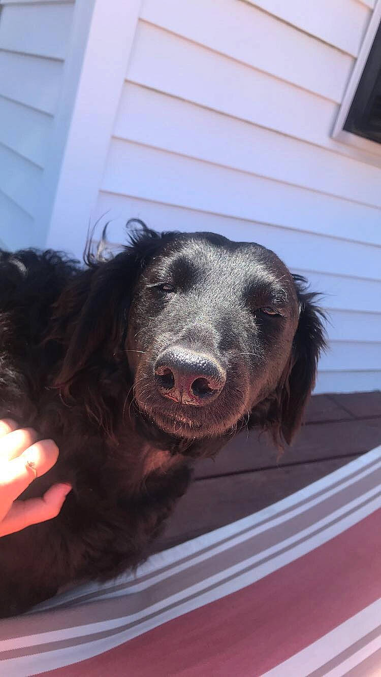 Lola joined the competition — help win amazing prizes! boykin_spaniel, canidae, carnivore, dog, dog_breed, flat_coated_retriever, mammal, nose, retriever, scottish_deerhound, snout, spaniel, sporting_group, vertebrate