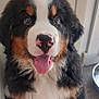 puppy, dog, bernese_mountain_dog, indoor, tongue_out, fur, cute, pet, animal, sitting, closeup, happy, canine, young, adorable, whiskers, nose, ears, floor, door