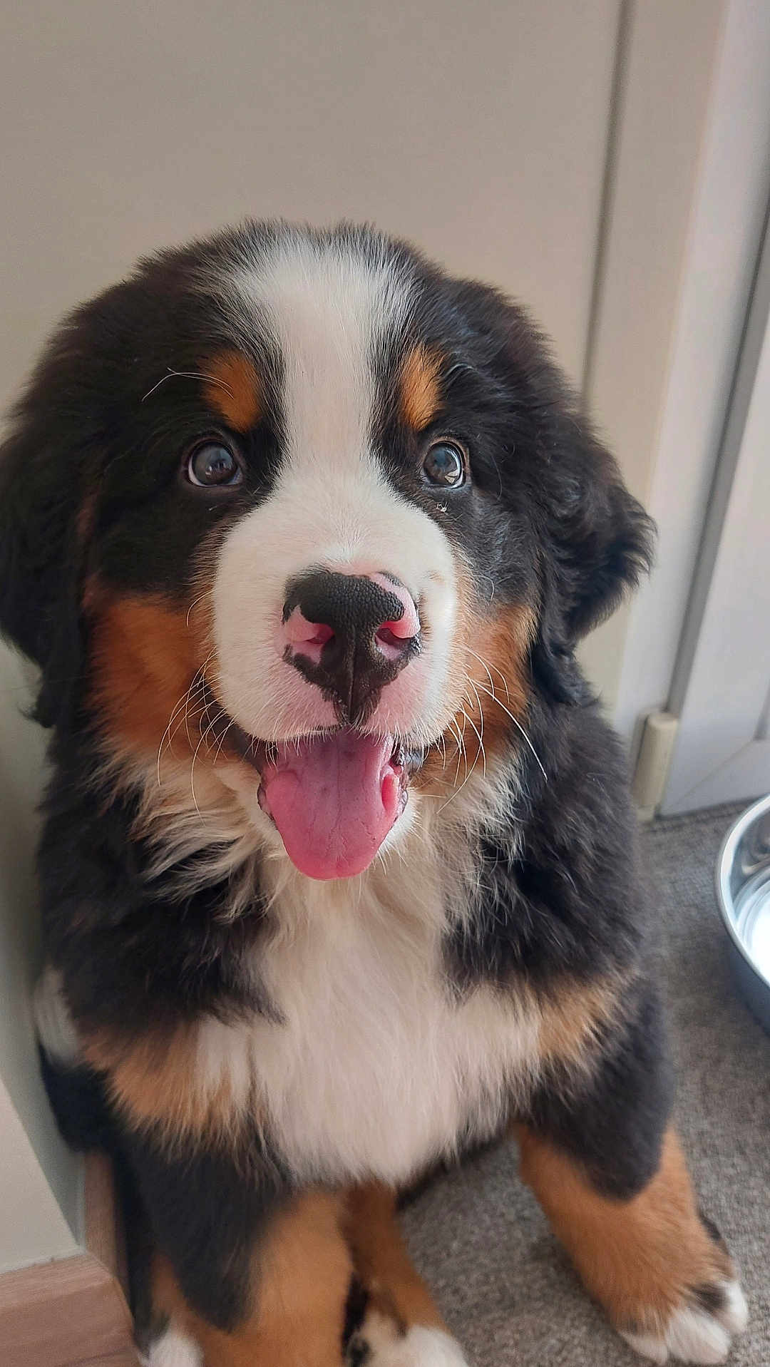 Arsène a rejoint le concours — aidez-le/la à gagner de superbes lots ! puppy, dog, bernese_mountain_dog, indoor, tongue_out, fur, cute, pet, animal, sitting, closeup, happy, canine, young, adorable, whiskers, nose, ears, floor, door