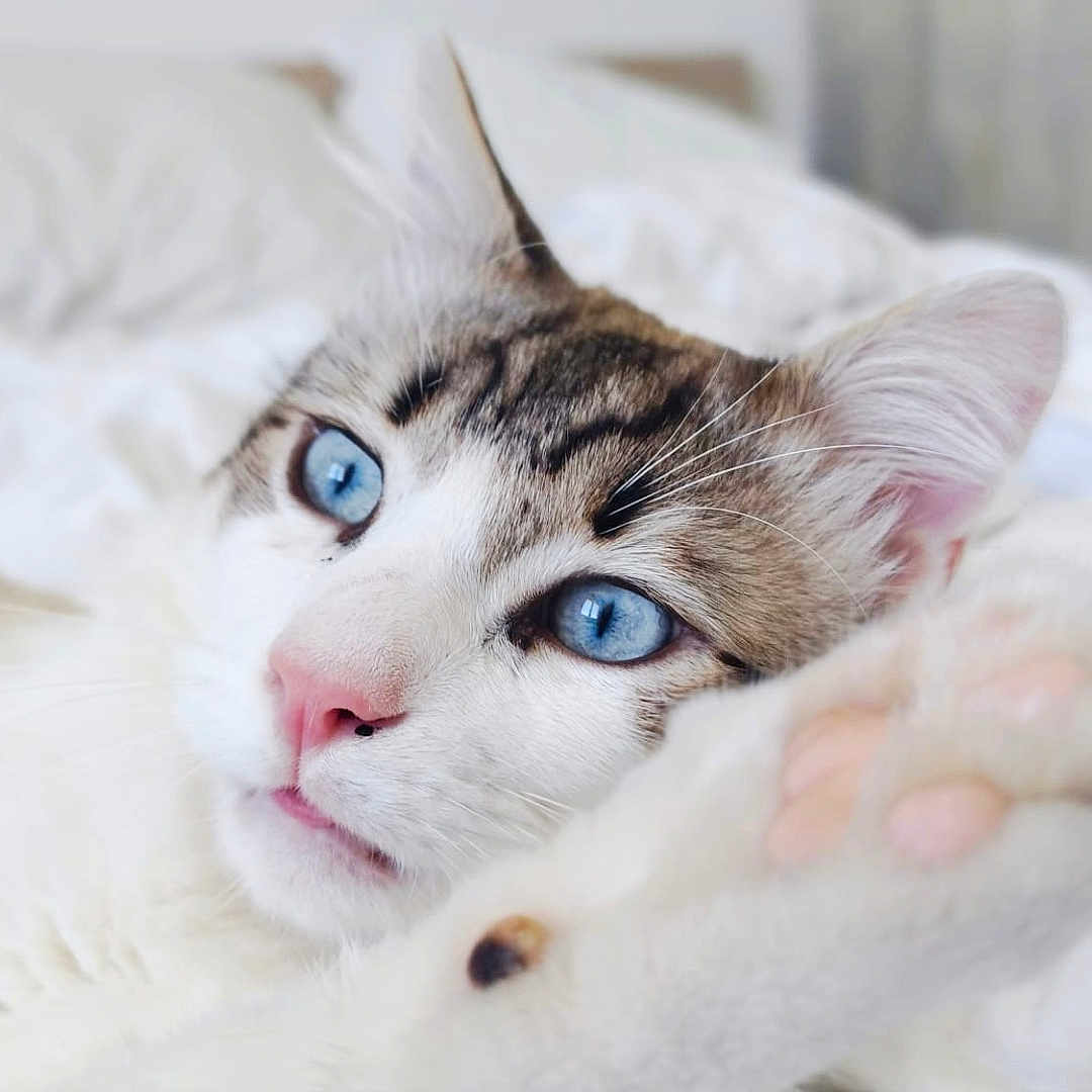 Véga a rejoint le concours — aidez-le/la à gagner de superbes lots ! animal, bed, bedding, blue_eyes, cat, close_up, cozy, cute, feline, indoor, paw, pet, pink_nose, portrait, relaxed, sleepy, soft_light, tabby, whiskers, white_fur