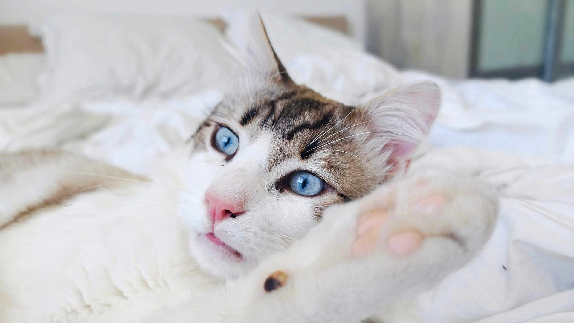 Véga a rejoint le concours — aidez-le/la à gagner de superbes lots ! cat, blue_eyes, close_up, paw, white_fur, tabby, bed, bedding, relaxed, indoor, pet, animal, cute, feline, whiskers, sleepy, soft_light, cozy, pink_nose, portrait