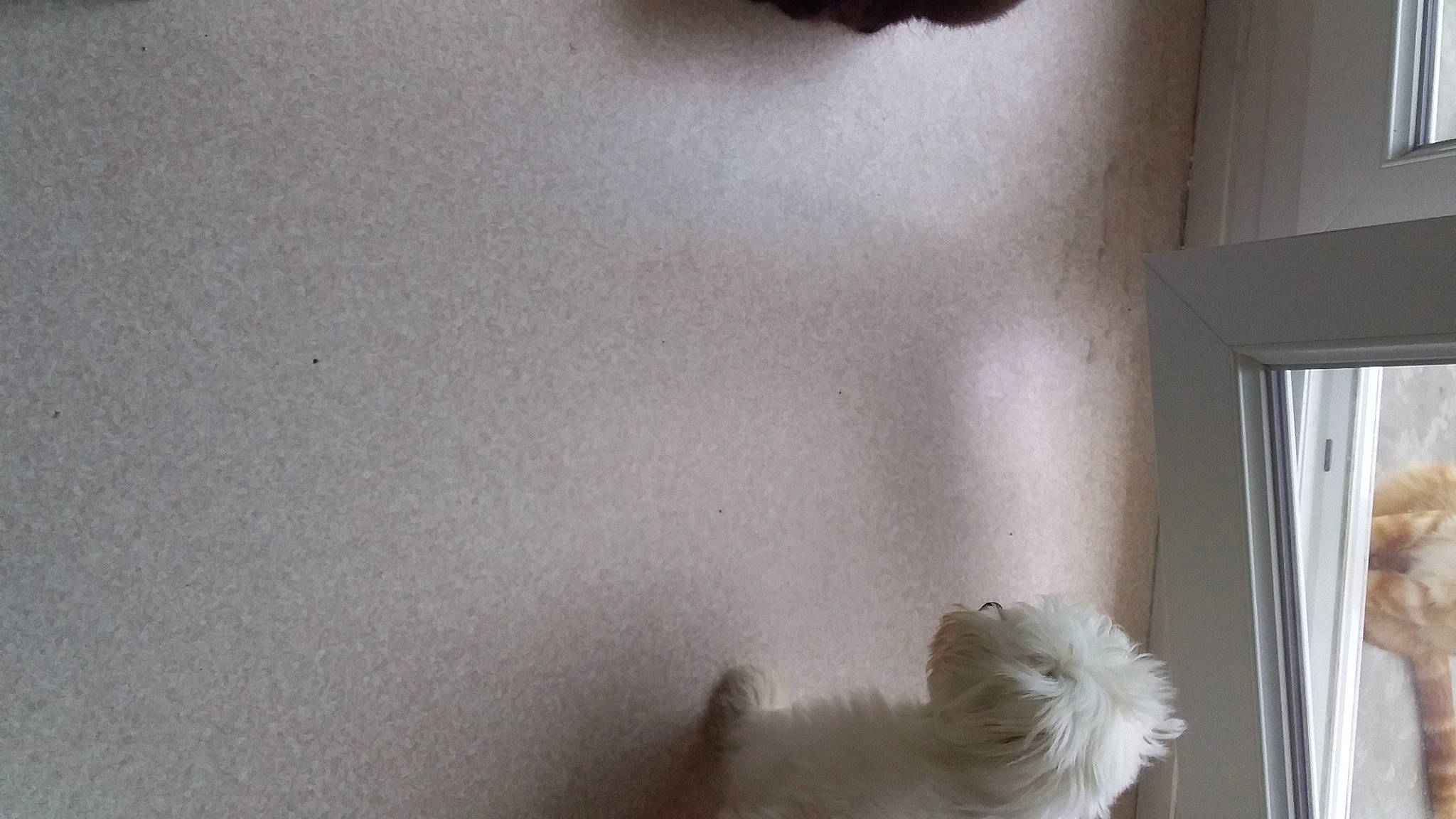 Pulco participe au concours pour gagner de l'argent avec cette photo : bichon, canidae, carnivore, companion_dog, dog, dog_breed, maltese, non_sporting_group, room, toy_dog