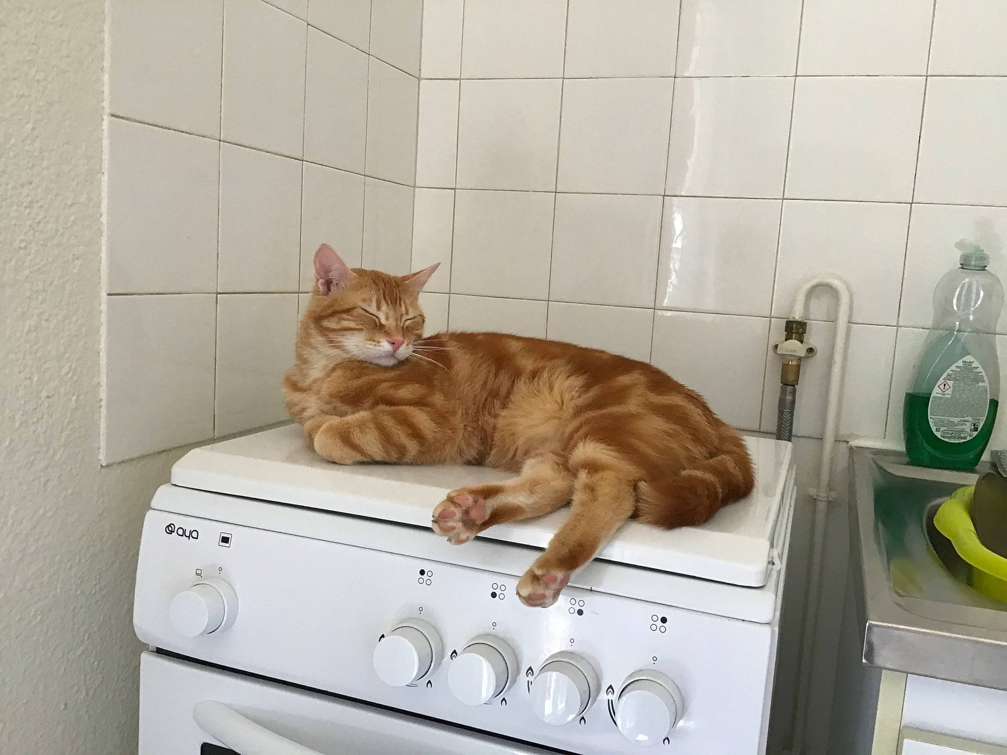 Pulco a rejoint le concours — aidez-le/la à gagner de superbes lots ! carnivore, cat, domestic_short_haired_cat, european_shorthair, felidae, kitchen, kitchen_appliance, kitten, major_appliance, ocicat, room, sink, small_to_medium_sized_cats, tabby_cat, tile, washing, washing_machine, whiskers