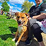 bench, casual_clothing, cloud, daytime, dog, grass, happiness, leash, man, nature, outdoor, park, pavement, relaxation, sky, smile, spring, sunglasses, sunlight, tree