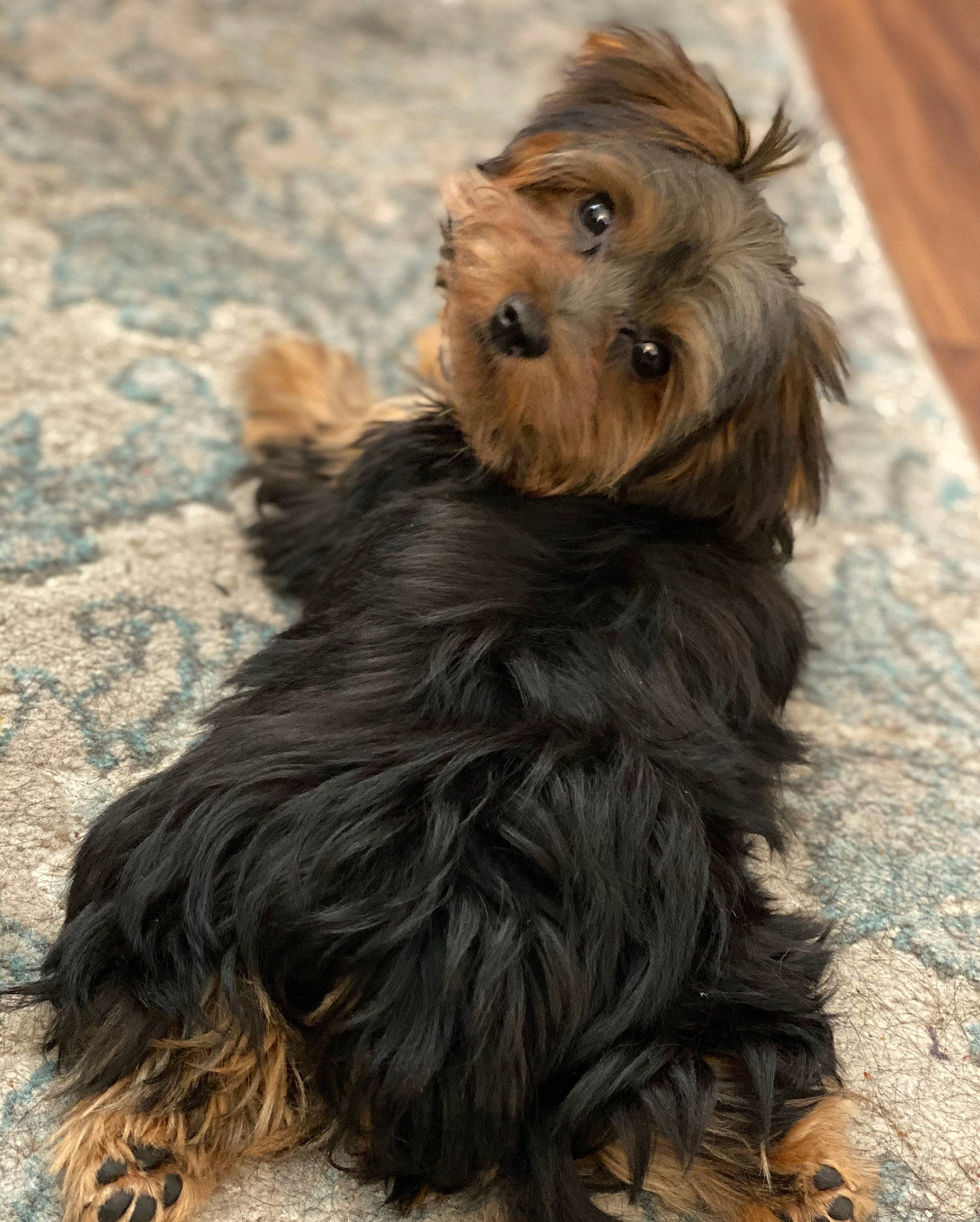 Lucca is registered to the contest to win money with this photo: affenpinscher, australian_silky_terrier, australian_terrier, bolonka, cairn_terrier, canidae, carnivore, companion_dog, dog, dog_breed, mammal, puppy, rare_breed_dog, small_terrier, sporting_group, terrier, toy_dog, vertebrate, yorkipoo, yorkshire_terrier