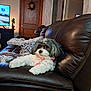 dog, pet, couch, leather, indoor, living_room, blanket, pillow, wooden_door, wreath, television, plant, cozy, relaxed, fur, collar, home, furniture, comfort, domestic
