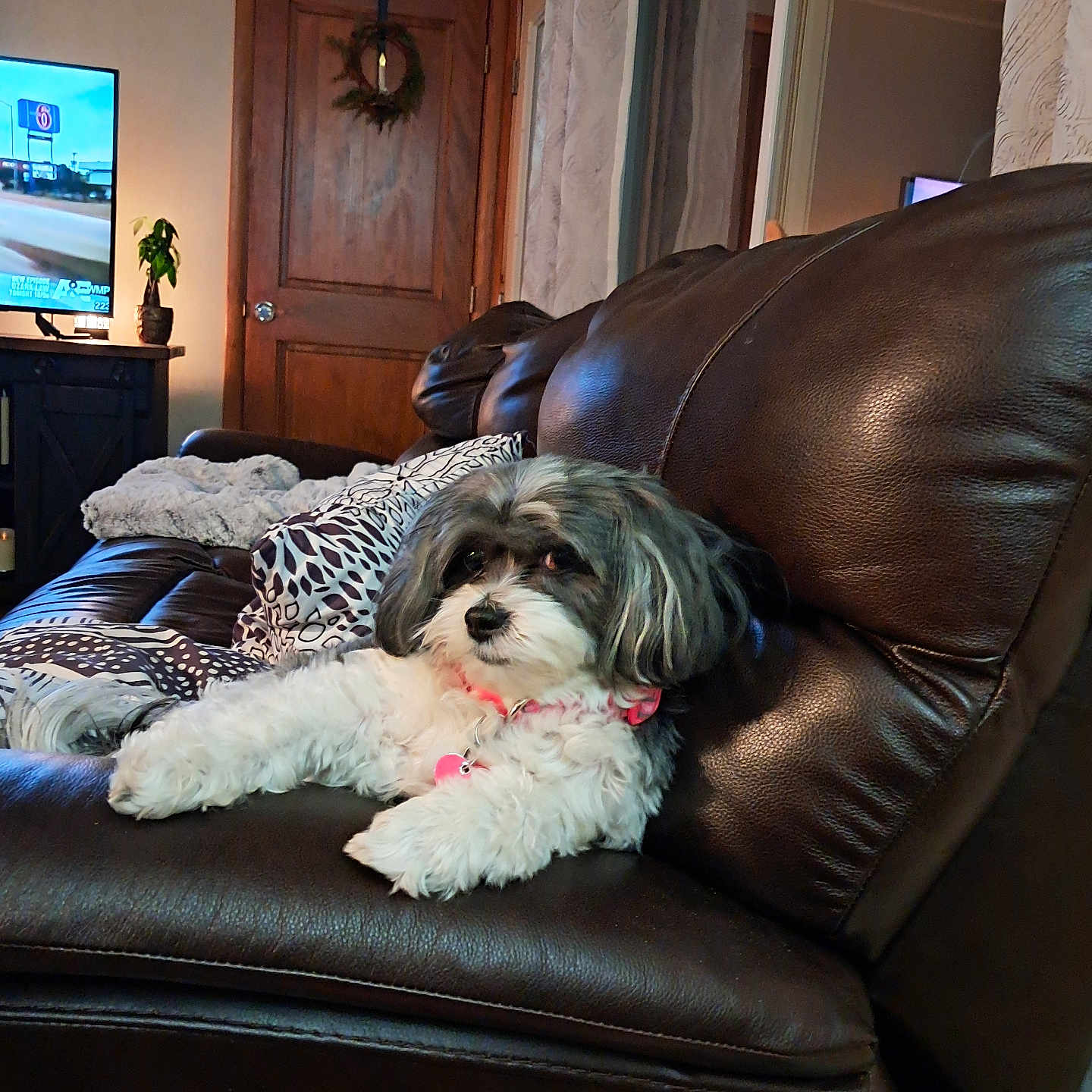 Lucy joined the competition — help win amazing prizes! blanket, collar, comfort, couch, cozy, dog, domestic, fur, furniture, home, indoor, leather, living_room, pet, pillow, plant, relaxed, television, wooden_door, wreath