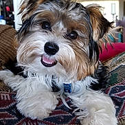 Messiah is registered to the contest to win money with this photo: dog, puppy, fluffy, cute, smiling, pet, indoor, blanket, fur, playful, closeup, animal, canine, adorable, face, collar, resting, home, friendly, furry