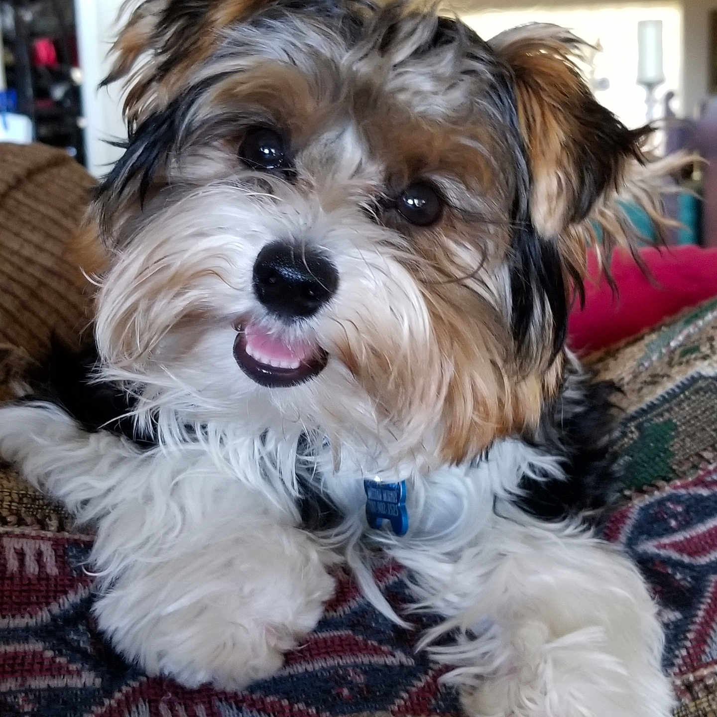 Messiah is registered to the contest to win money with this photo: dog, puppy, fluffy, cute, smiling, pet, indoor, blanket, fur, playful, closeup, animal, canine, adorable, face, collar, resting, home, friendly, furry