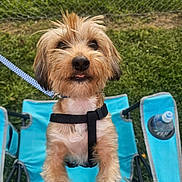 Teddy is registered to the contest to win money with this photo: dog, outdoor, chair, leash, grass, fence, water_bottle, pet, animal, canine, blue, cute, small_dog, fur, tongue, harness, playful, summer, daylight, portrait