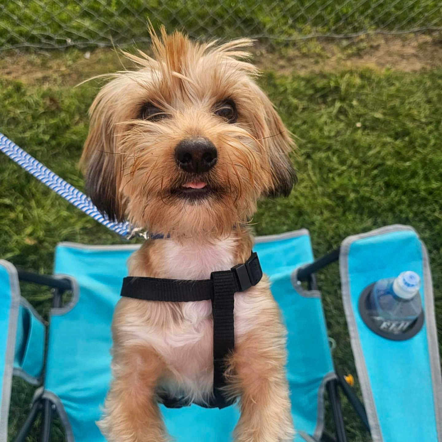 Teddy is registered to the contest to win money with this photo: animal, blue, canine, chair, cute, daylight, dog, fence, fur, grass, harness, leash, outdoor, pet, playful, portrait, small_dog, summer, tongue, water_bottle