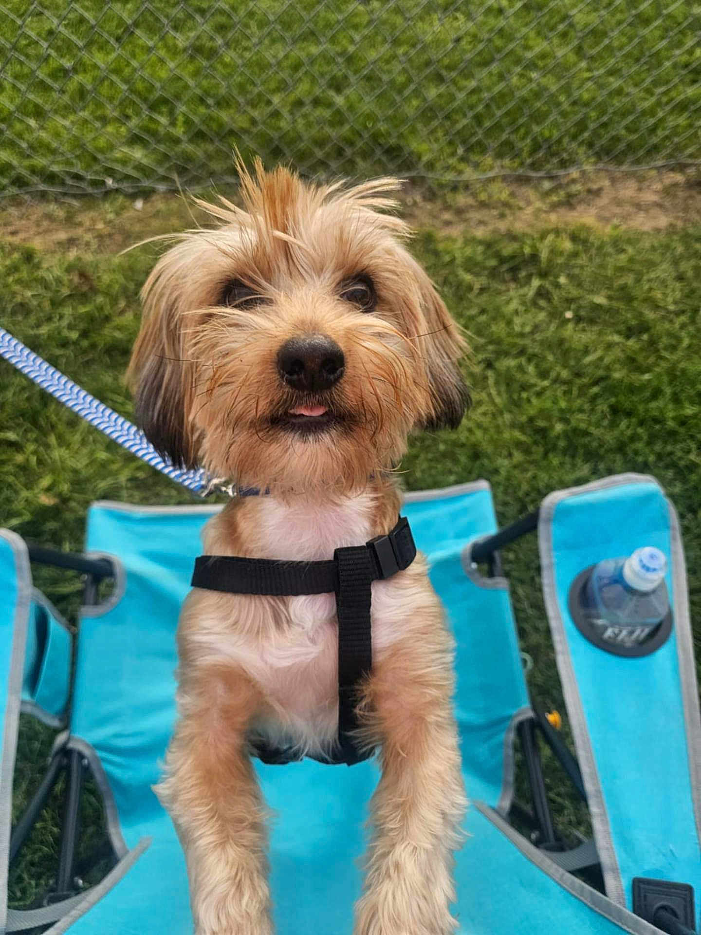 Teddy is registered to the contest to win money with this photo: dog, outdoor, chair, leash, grass, fence, water_bottle, pet, animal, canine, blue, cute, small_dog, fur, tongue, harness, playful, summer, daylight, portrait