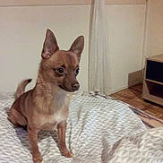 Pitchoune a rejoint le concours — aidez-le/la à gagner de superbes lots ! dog, small_dog, puppy, brown_dog, pointy_ears, upright_ears, sitting, alert, indoors, bedroom, bed, bedspread, patterned_blanket, window, curtain, television, furniture, wood_floor, pet, portrait