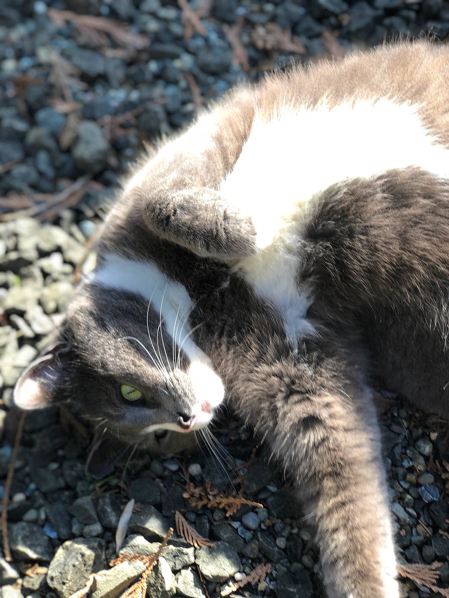 Roto joined the competition — help win amazing prizes! carnivore, cat, claw, domestic_short_haired_cat, european_shorthair, felidae, fur, grass, kitten, mammal, organism, plant, small_to_medium_sized_cats, snout, tail, whiskers, wildlife