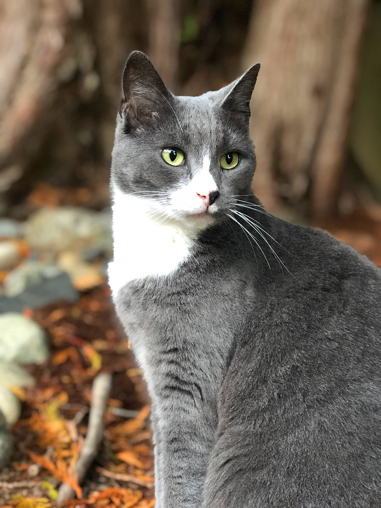 Roto joined the competition — help win amazing prizes! british_shorthair, carnivore, cat, chartreux, domestic_short_haired_cat, felidae, mammal, small_to_medium_sized_cats, snout, vertebrate, whiskers, wildlife