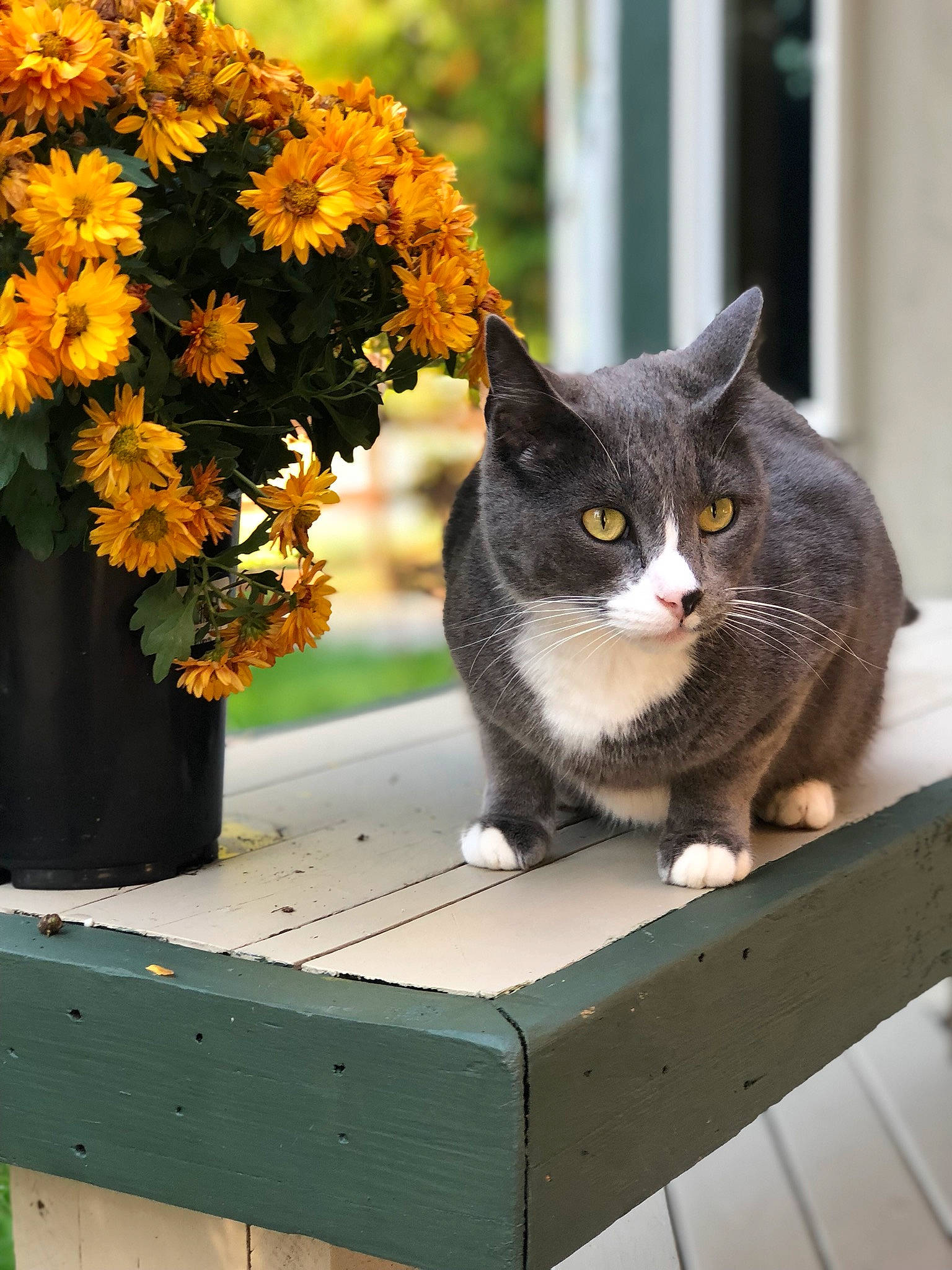 Roto joined the competition — help win amazing prizes! british_shorthair, carnivore, cat, chartreux, domestic_short_haired_cat, european_shorthair, felidae, flower, flowerpot, houseplant, kitten, plant, small_to_medium_sized_cats, tabby_cat, whiskers, yellow