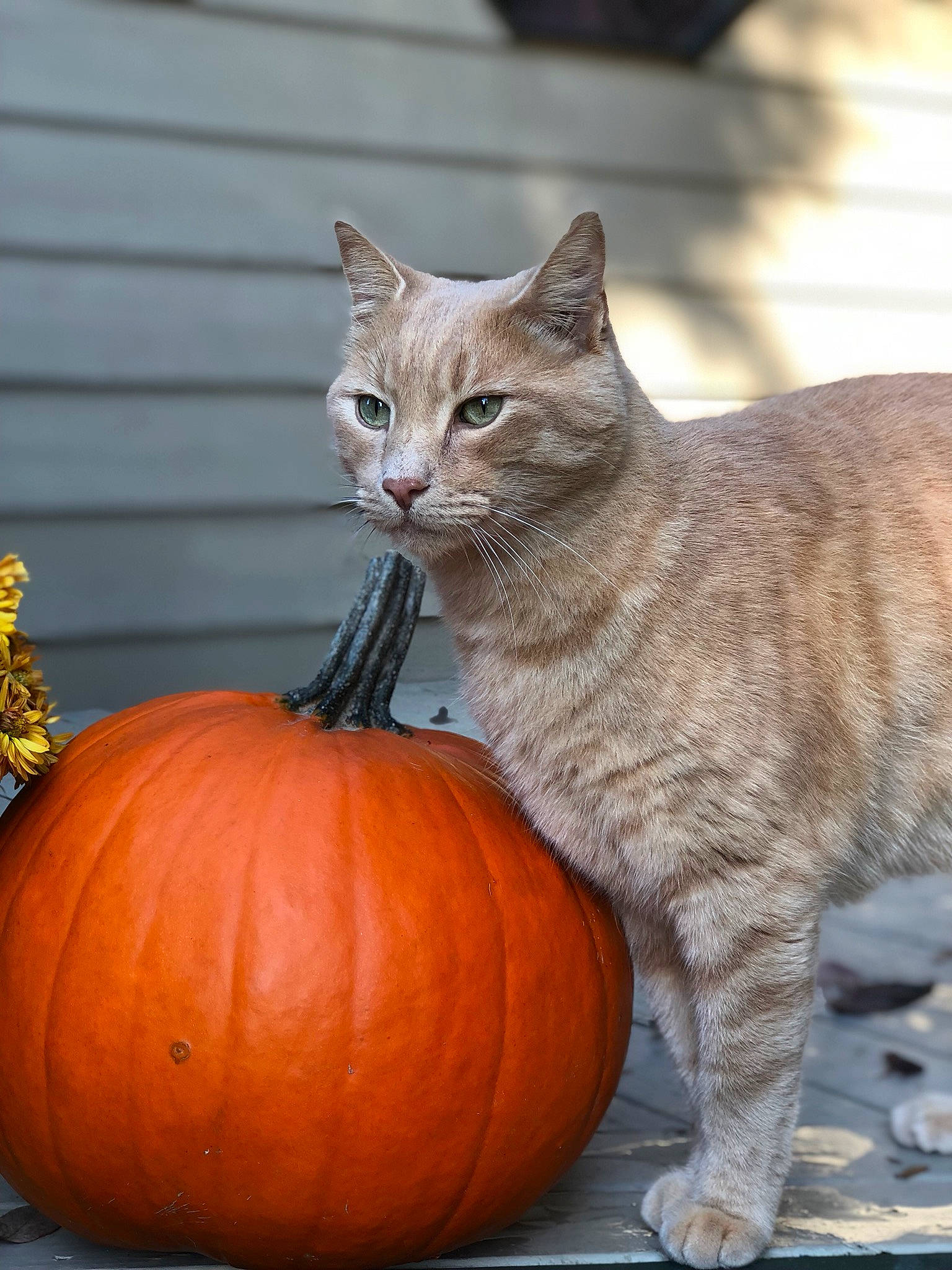 Polygon joined the competition — help win amazing prizes! calabaza, carnivore, cat, cucurbita, domestic_short_haired_cat, fawn, felidae, food, fruit, gourd, orange, plant, pumpkin, small_to_medium_sized_cats, squash, tabby_cat, vegetable, vegetarian_food, whiskers, winter_squash