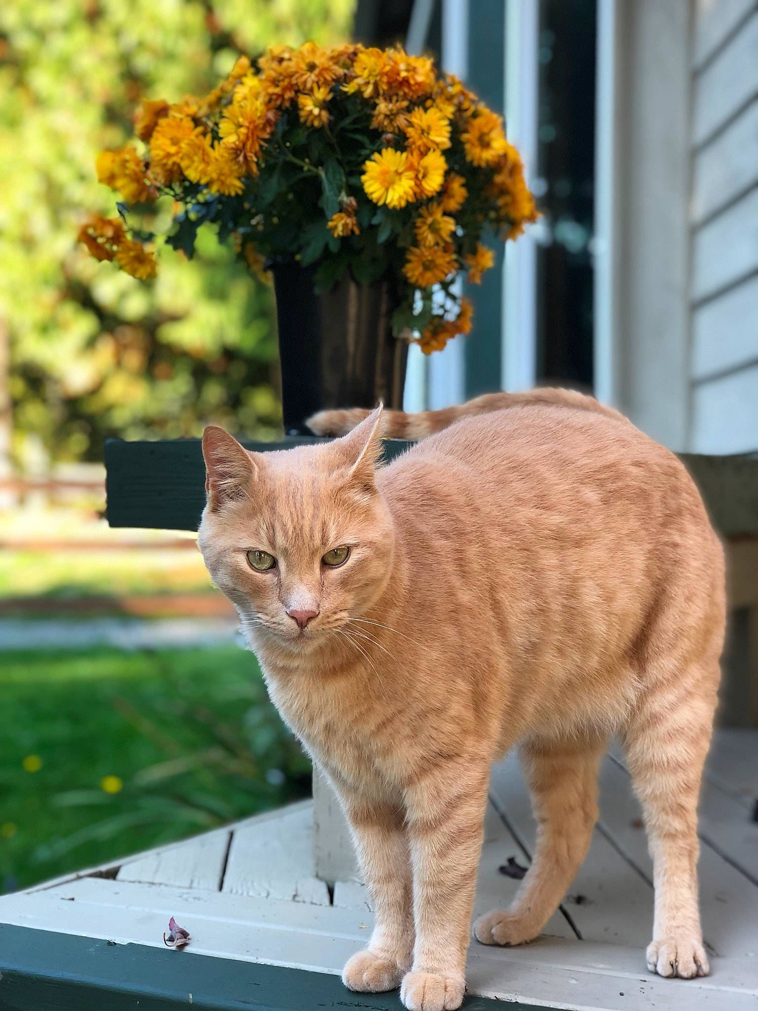 Polygon is registered to the contest to win money with this photo: aegean_cat, asian, carnivore, cat, domestic_short_haired_cat, european_shorthair, fawn, felidae, flower, german_rex, kurilian_bobtail, leaf, mammal, plant, polydactyl_cat, small_to_medium_sized_cats, tabby_cat, tail, vertebrate, whiskers