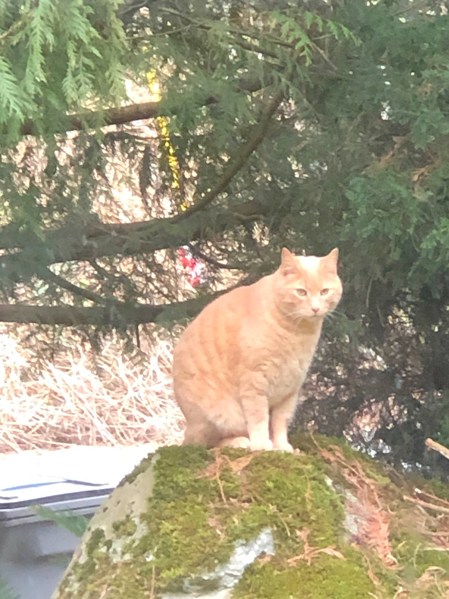 Polygon is registered to the contest to win money with this photo: carnivore, cat, domestic_short_haired_cat, european_shorthair, fawn, felidae, german_rex, grass, plant, small_to_medium_sized_cats, sunlight, tail, tree, whiskers, wild_cat, wildlife