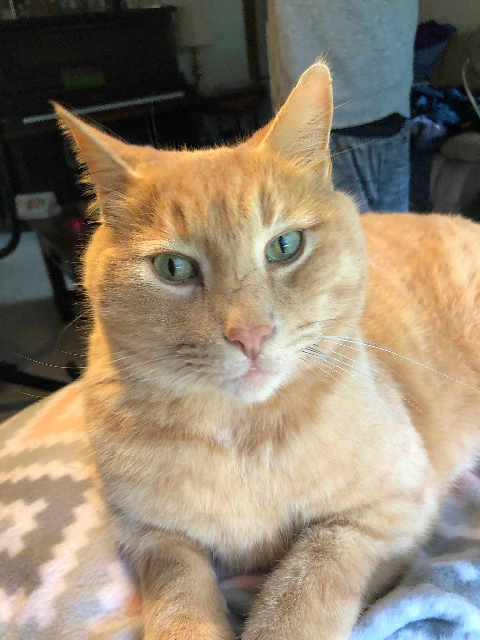 Polygon joined the competition — help win amazing prizes! aegean_cat, arabian_mau, asian, australian_mist, carnivore, cat, domestic_short_haired_cat, european_shorthair, fawn, felidae, german_rex, kitten, mammal, ojos_azules, small_to_medium_sized_cats, snout, tabby_cat, vertebrate, whiskers