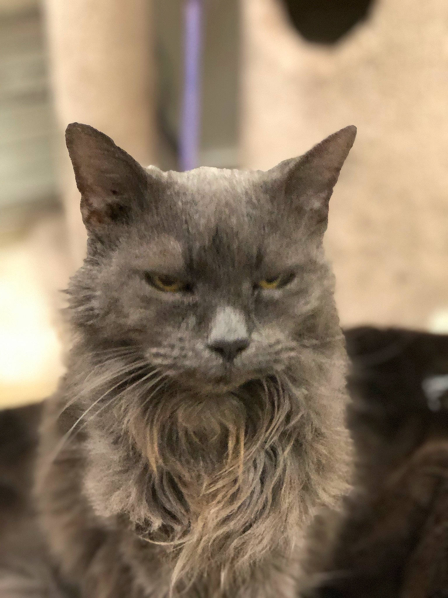 Izzy joined the competition — help win amazing prizes! asian, black_and_white, british_semi_longhair, carnivore, cat, chartreux, domestic_long_haired_cat, domestic_short_haired_cat, felidae, fur, kitten, korat, mammal, nebelung, russian_blue, small_to_medium_sized_cats, snout, turkish_angora, vertebrate, whiskers