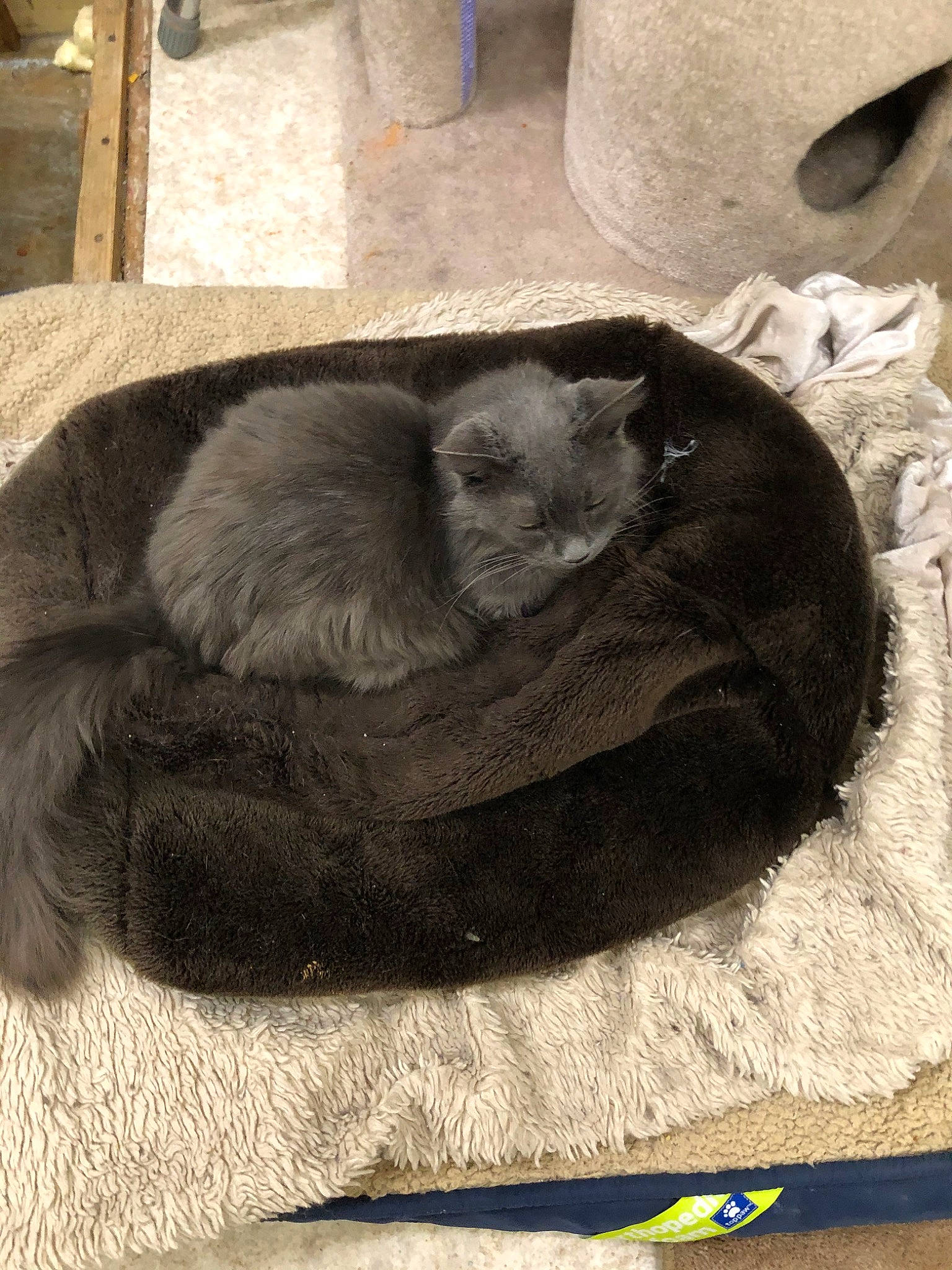 Izzy is registered to the contest to win money with this photo: carnivore, cat, felidae, fur, nap, russian_blue, sleep, small_to_medium_sized_cats
