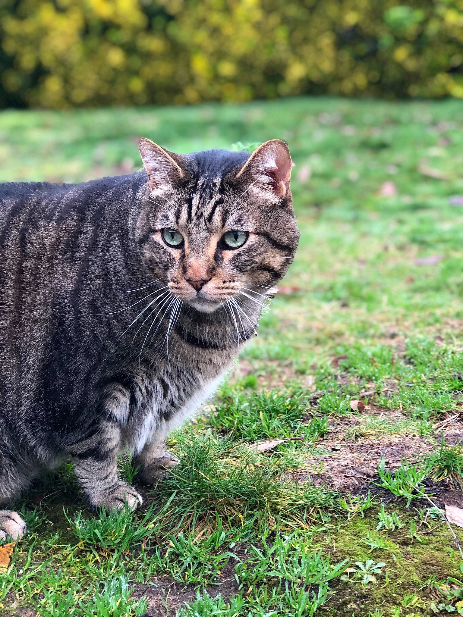 Sammy is registered to the contest to win money with this photo: asian, bengal, carnivore, cat, domestic_short_haired_cat, dragon_li, european_shorthair, eye, felidae, grass, lawn, mammal, plant, small_to_medium_sized_cats, tabby_cat, toyger, tree, whiskers, wild_cat, wildlife