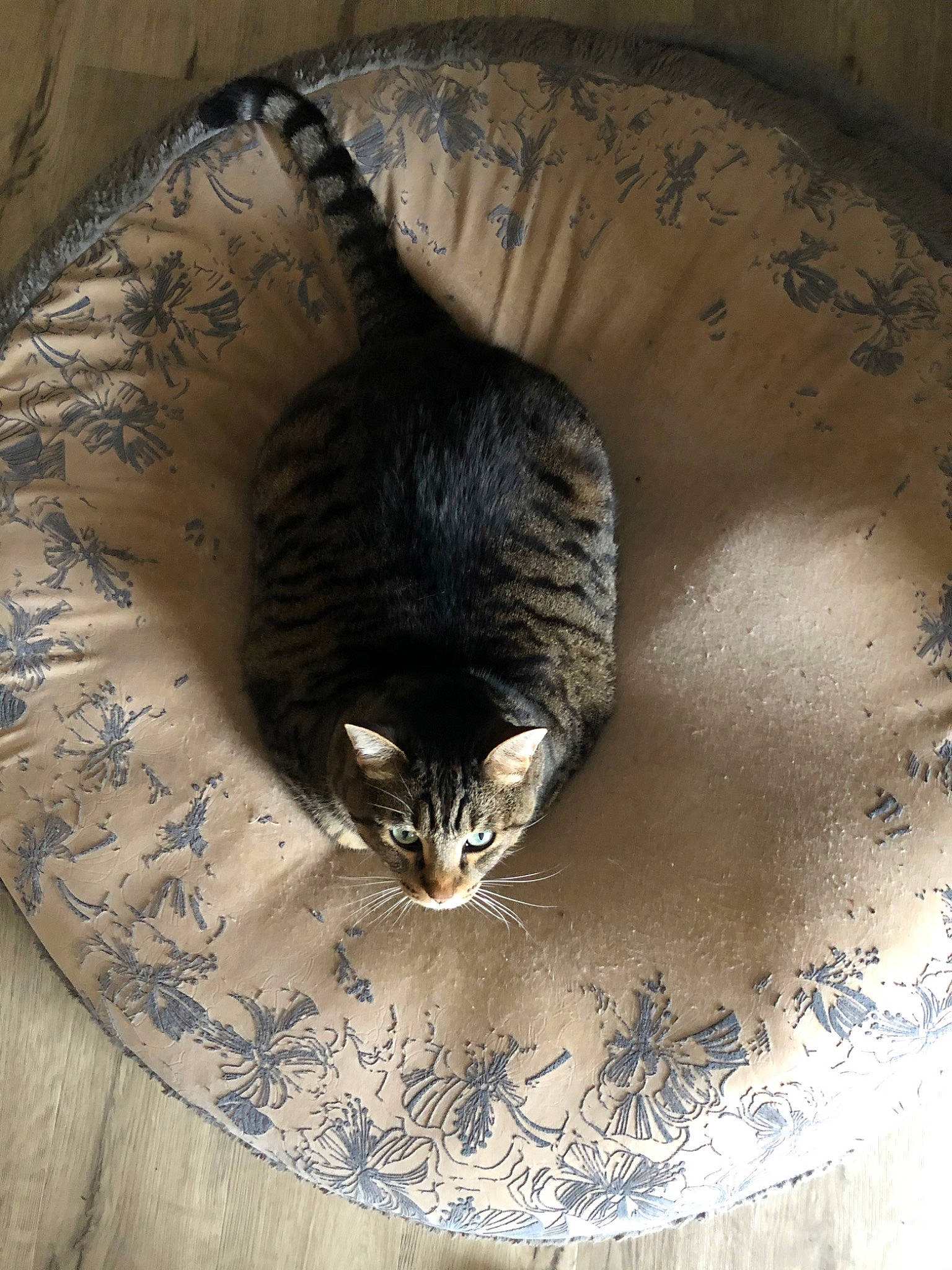 Sammy joined the competition — help win amazing prizes! carnivore, cat, domestic_short_haired_cat, felidae, fur, small_to_medium_sized_cats, snout, whiskers