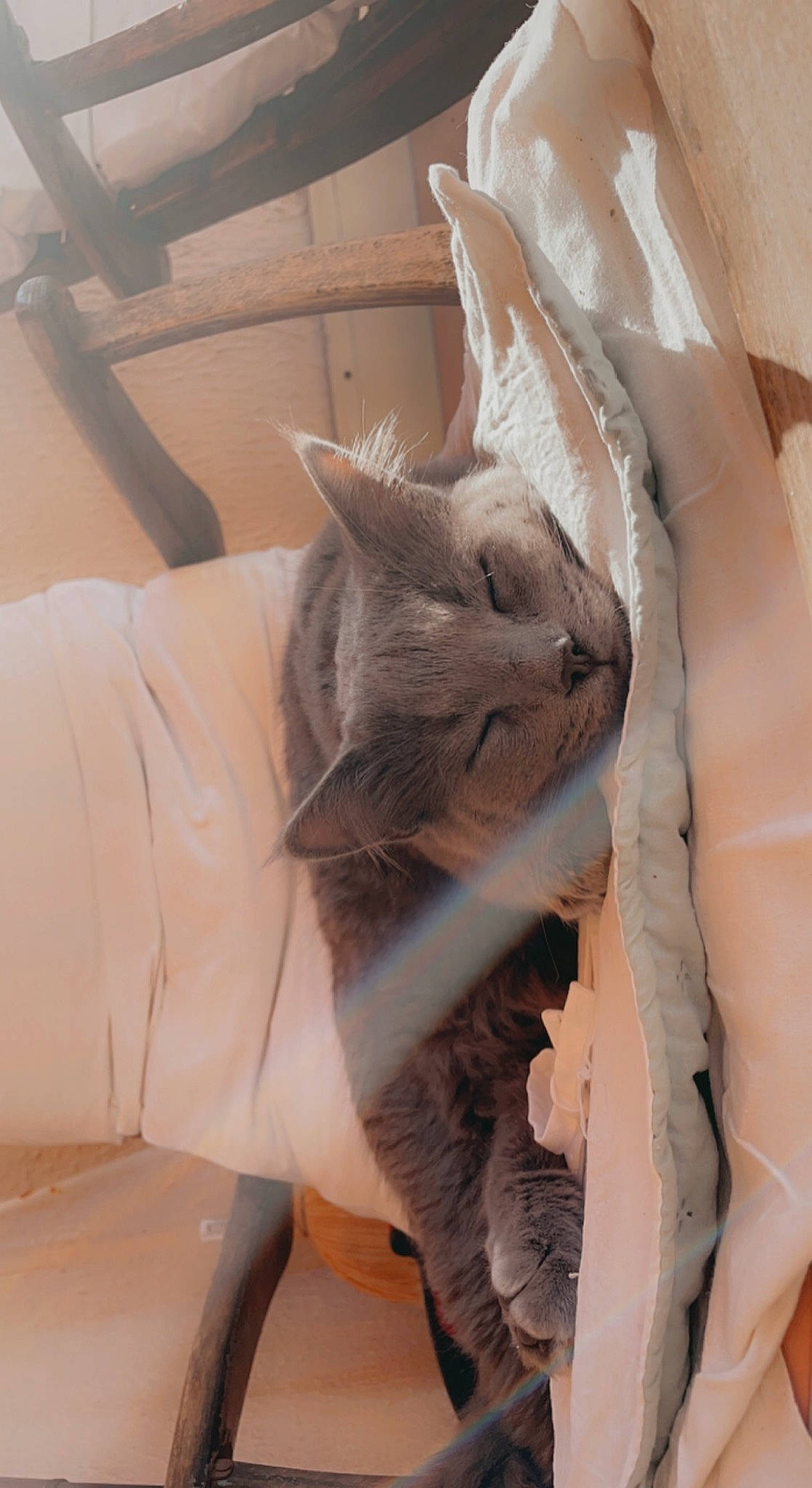 Michel participe au concours pour gagner de l'argent avec cette photo : box, cardboard, carnivore, cat, cat_supply, chair, comfort, domestic_short_haired_cat, fawn, felidae, fur, linens, paper, paper_product, room, small_to_medium_sized_cats, stairs, tail, whiskers, wood