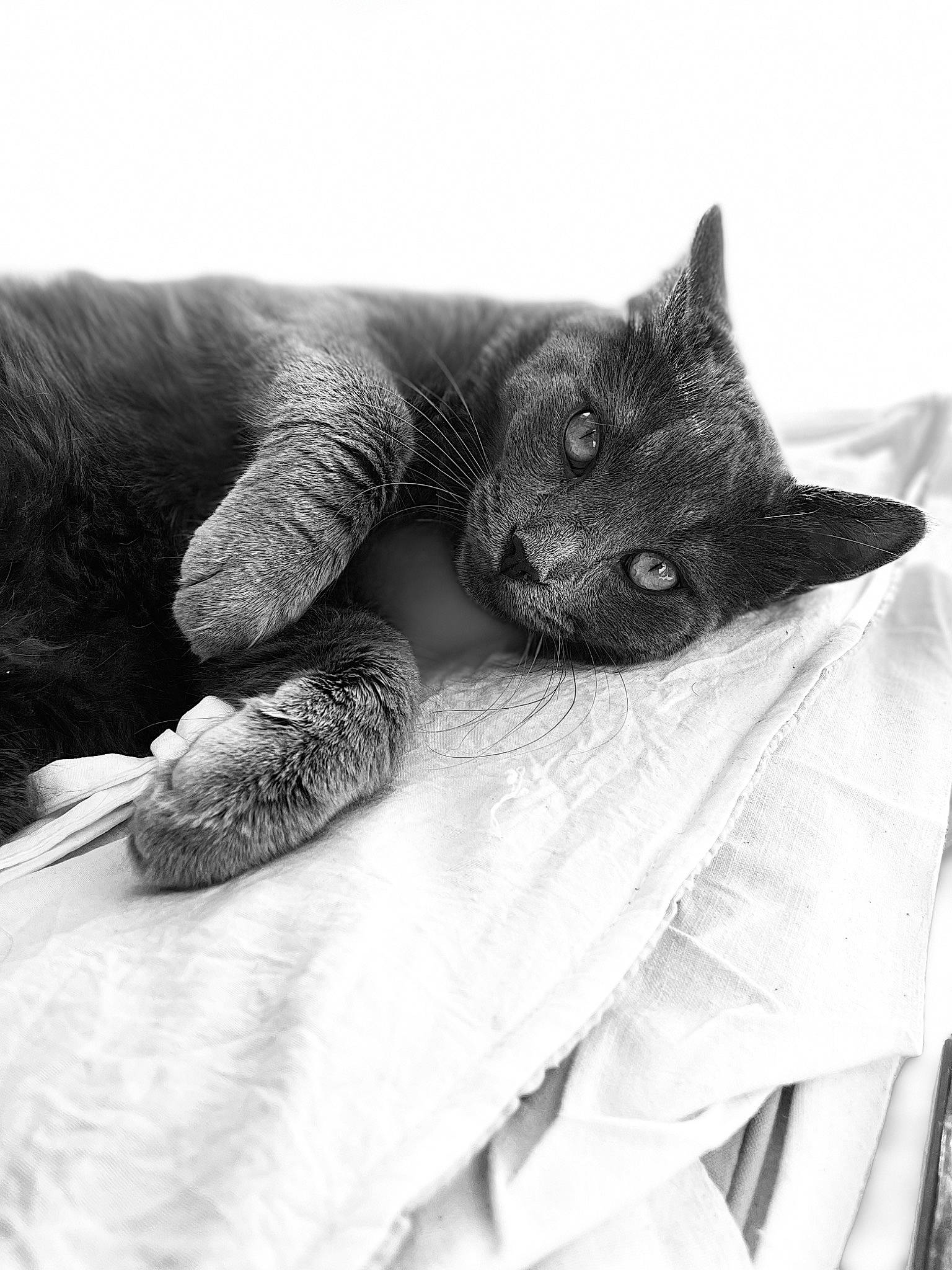 Michel a rejoint le concours — aidez-le/la à gagner de superbes lots ! black_and_white, carnivore, cat, comfort, eye, felidae, gesture, grey, human_leg, leg, mammal, monochrome_photography, paw, small_to_medium_sized_cats, snout, style, tail, textile, vertebrate, whiskers