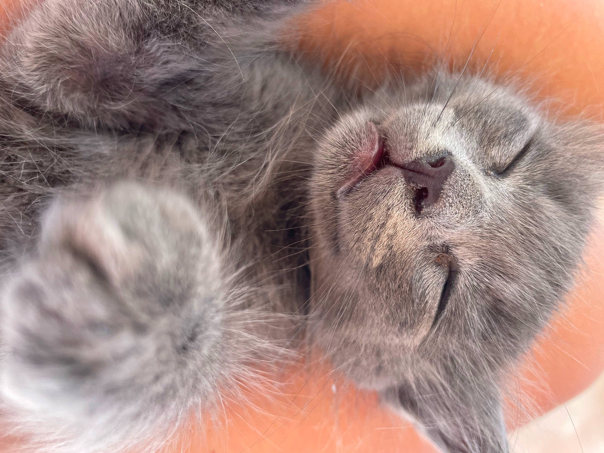 Michel participe au concours pour gagner de l'argent avec cette photo : canidae, carnivore, cat, claw, close_up, dog_breed, domestic_short_haired_cat, fawn, felidae, fur, liver, mammal, paw, primate, small_to_medium_sized_cats, sporting_group, tail, terrestrial_animal, vertebrate, whiskers