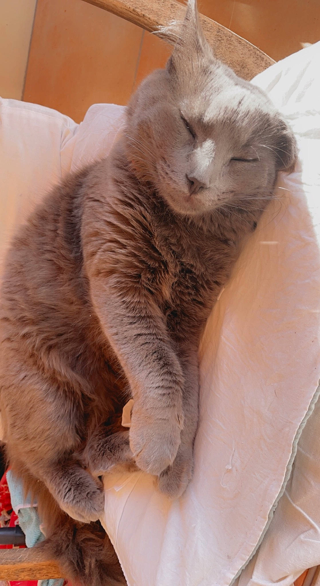 Michel a rejoint le concours — aidez-le/la à gagner de superbes lots ! carnivore, cat, claw, comfort, domestic_short_haired_cat, fawn, felidae, fur, head, nap, paw, small_to_medium_sized_cats, snout, tail, terrestrial_animal, whiskers