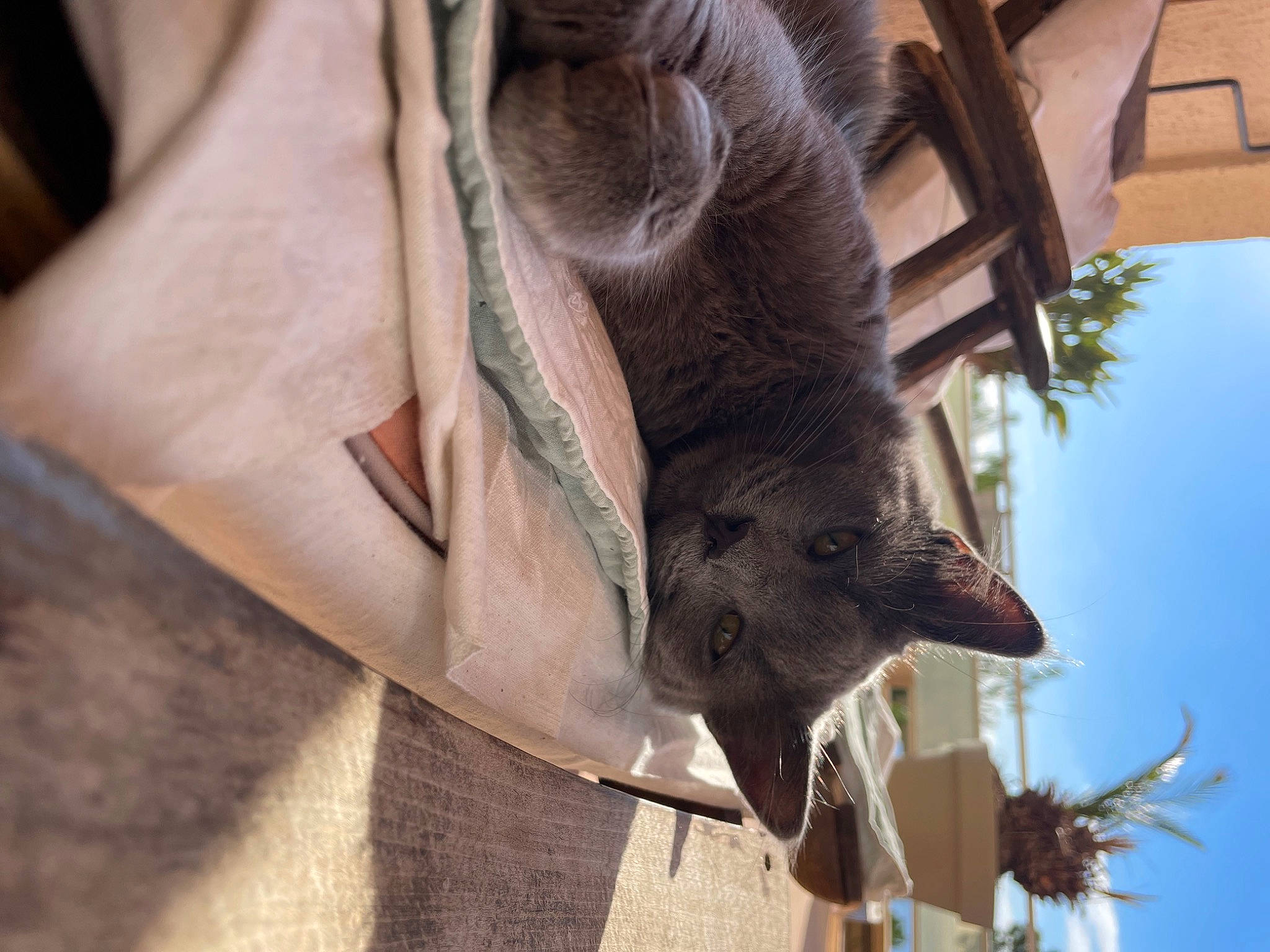 Michel a rejoint le concours — aidez-le/la à gagner de superbes lots ! claw, fawn, fur, marsupial, natural_material, paw, plant, sky, snout, tail, terrestrial_animal, tree, trunk, twig, wallaby, whiskers, wildlife, wood, working_animal, zoo