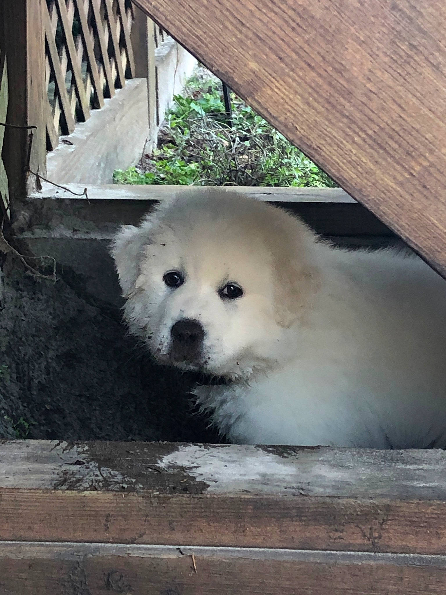 Cora joined the competition — help win amazing prizes! canidae, carnivore, companion_dog, dog, dog_breed, great_pyrenees, japanese_spitz, livestock_guardian_dog, mammal, maremma_sheepdog, nose, pungsan_dog, puppy, rare_breed_dog, samoyed, spitz, vertebrate, volpino_italiano