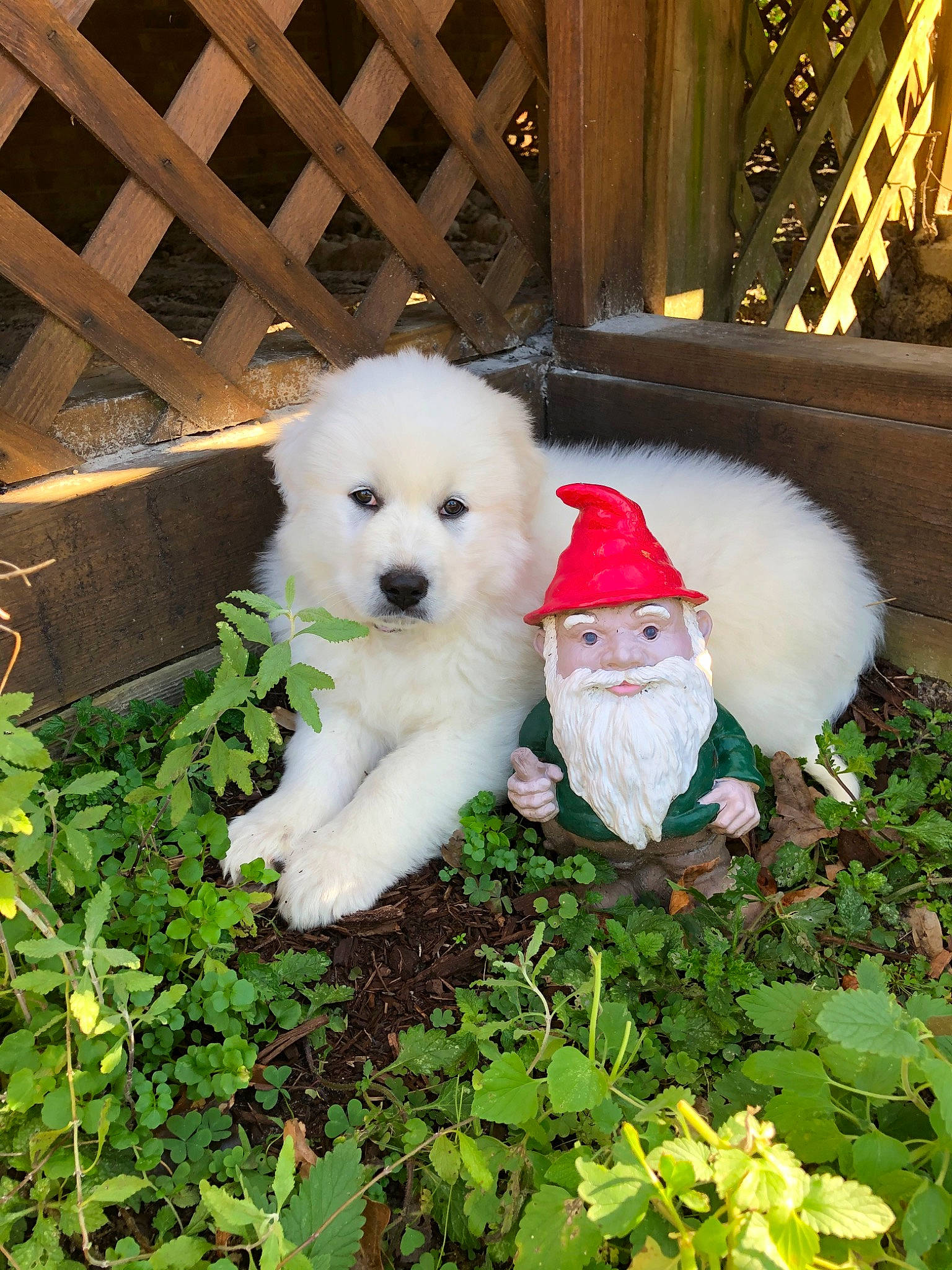Cora joined the competition — help win amazing prizes! berger_blanc_suisse, canidae, carnivore, companion_dog, dog, dog_breed, japanese_spitz, kintamani, kuvasz, mammal, maremma_sheepdog, pomeranian, pungsan_dog, puppy, samoyed, slovak_cuvac, spitz, vertebrate, volpino_italiano, white_shepherd