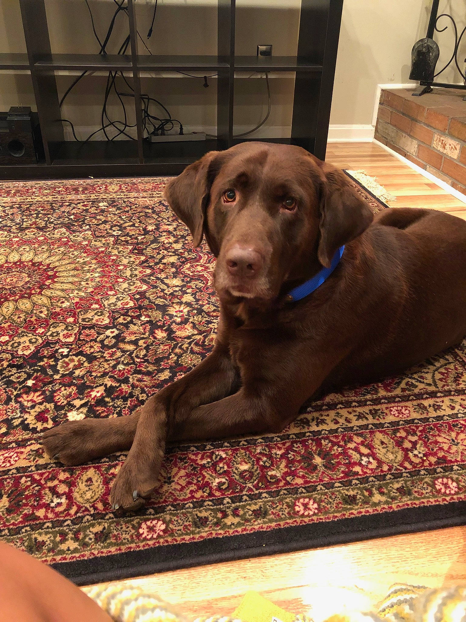 Flynn joined the competition — help win amazing prizes! beagador, canidae, carnivore, chesapeake_bay_retriever, companion_dog, dog, dog_breed, fawn, hunting_dog, labrador_retriever, liver, pointer, pointing_breed, retriever, snout, sporting_group, vizsla, weimaraner