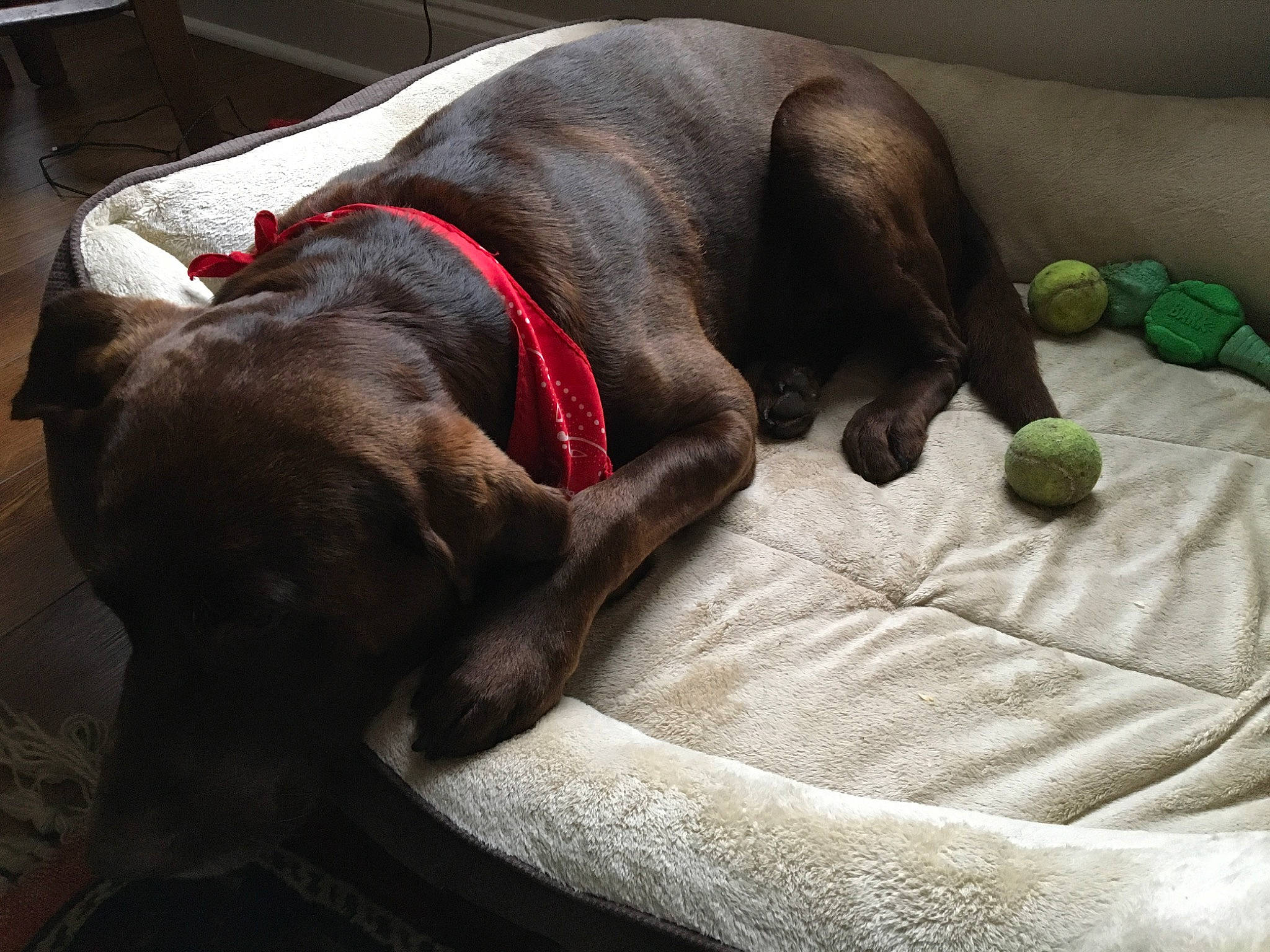 Flynn joined the competition — help win amazing prizes! canidae, carnivore, comfort, companion_dog, dog, dog_breed, great_dane, guard_dog, labrador_retriever, nap, pointer, pointing_breed, puppy, sporting_group, tail, weimaraner