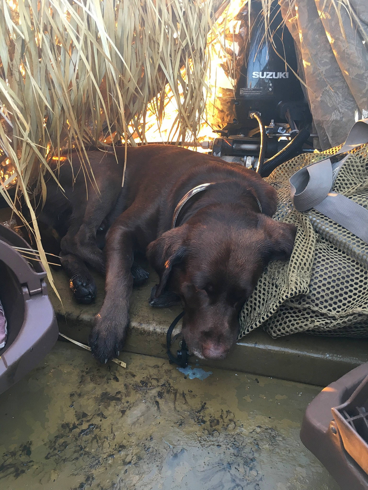 Flynn joined the competition — help win amazing prizes! blue_lacy, canidae, carnivore, dog, dog_breed, fawn, hunting_dog, labrador_retriever, snout, sporting_group