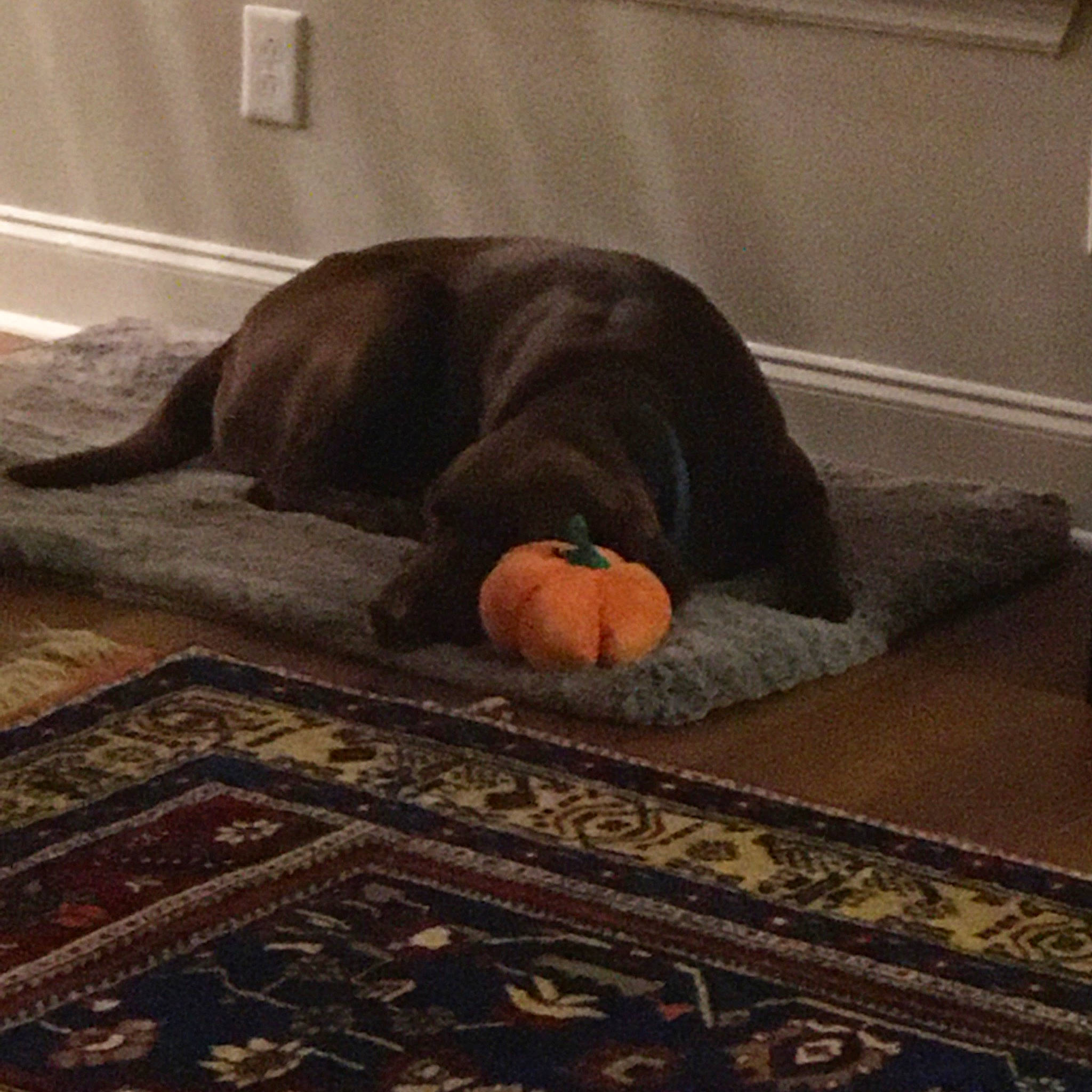 Flynn is registered to the contest to win money with this photo: canidae, carnivore, dog, dog_breed, floor, flooring, guard_dog, labrador_retriever, nap, pointing_breed, puppy, sporting_group, wood