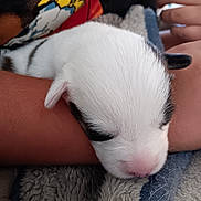 Zero joined the competition — help win amazing prizes! puppy, sleeping, white, black_spots, cute, furry, pet, close_up, blanket, resting, arm, hand, soft_texture, young_animal, domestic_animal, animal, cozy, peaceful, snuggling, adorable