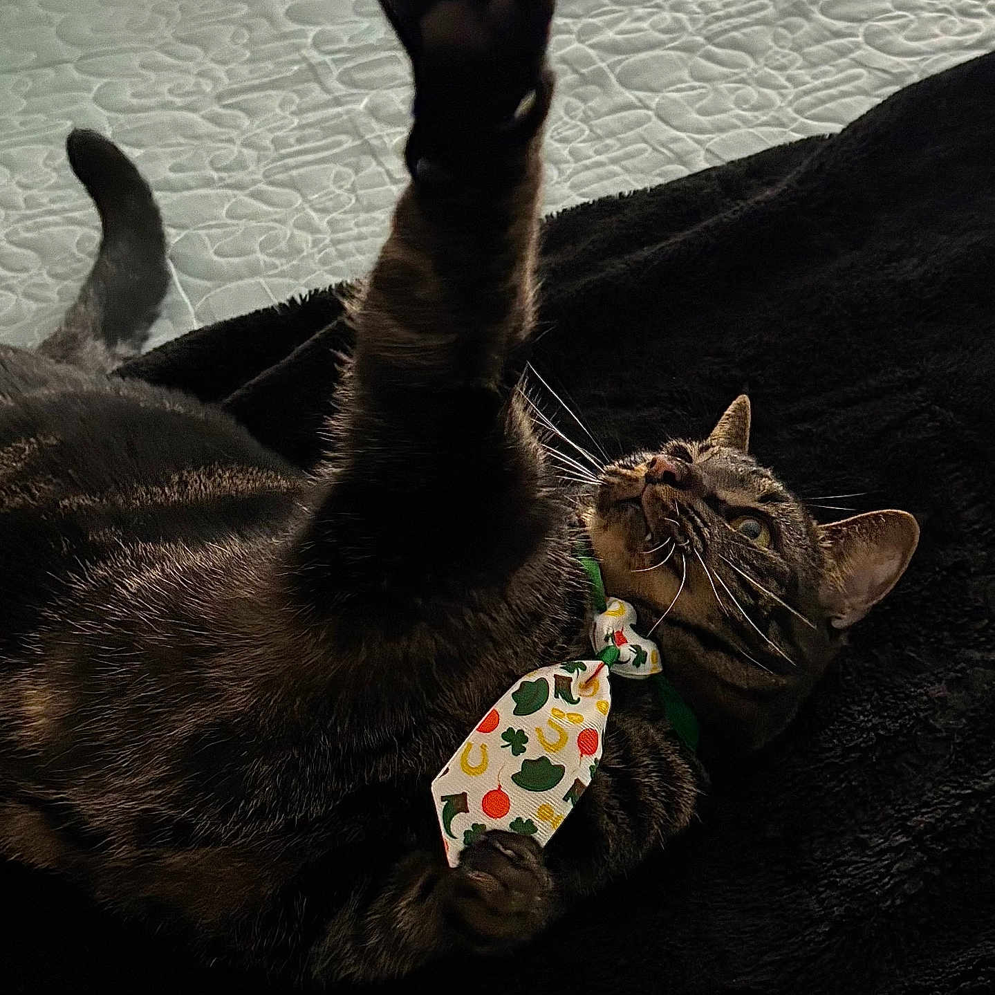 Shrimp