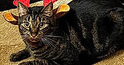 Shrimp joined the competition — help win amazing prizes! cat, tabby, reindeer_antlers, costume, carpet, brown_couch, indoor, pet, animal, whiskers, ears, fur, striped, holiday, festive, looking_at_camera, cute, domestic_cat, resting, floor