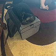 Shrimp is registered to the contest to win money with this photo: cat, black_cat, pet_carrier, bag, carpet, rug, bare_feet, person, indoor, home, furniture, resting, curled_up, animal, sleeping, cozy, floor, living_room, relaxation, domestic